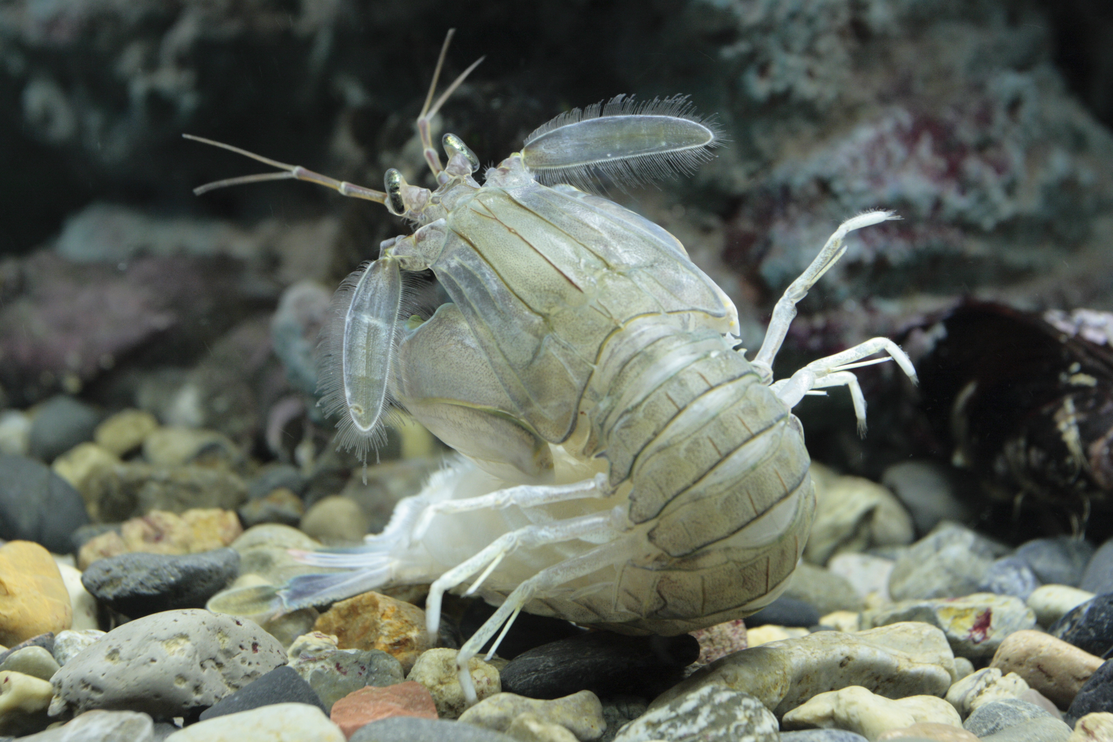 Представитель Семейства Squillidae